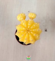 Kaktüs,Gymnocalycium Mihanovichii Hibotan Aşılı Sarı Renk- 5,5 cm saksıda-Teraryum, Sukulent, Kaktus