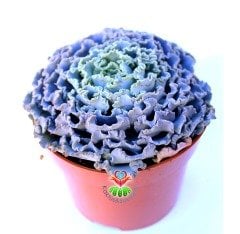 Echeveria Curly Locks 10,5 cm saksıda Sert Yapraklı Harika Çiçek Açar