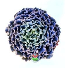 Echeveria Curly Locks 10,5 cm saksıda Sert Yapraklı Harika Çiçek Açar
