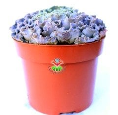 Echeveria Curly Locks 10,5 cm saksıda Sert Yapraklı Harika Çiçek Açar