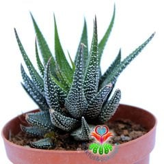 Haworthia Attenuata v. Britteniana-8,5 cm Saksıda-Beyaz Desenli Sukulent