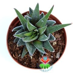 Haworthia Attenuata v. Britteniana-8,5 cm Saksıda-Beyaz Desenli Sukulent