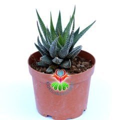 Haworthia Attenuata v. Britteniana-8,5 cm Saksıda-Beyaz Desenli Sukulent