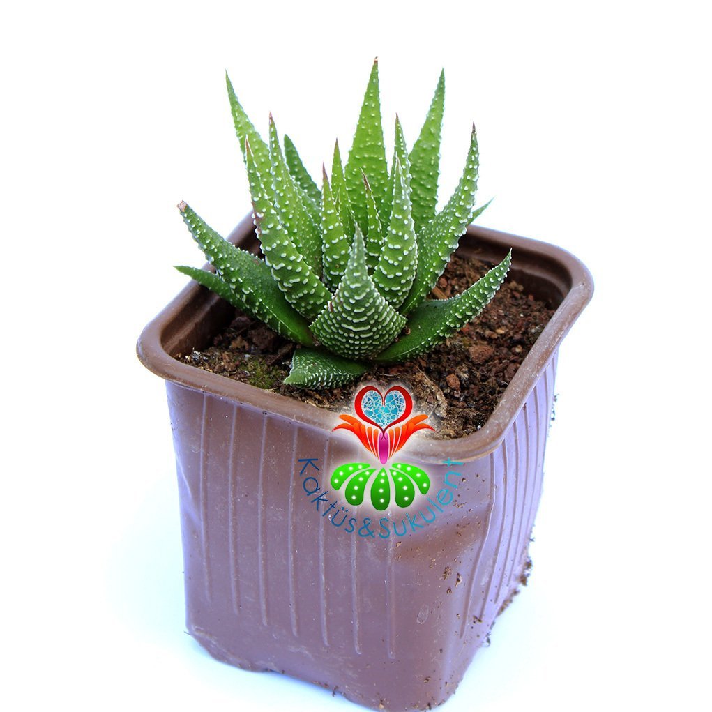 Haworthiopsis Fasciata-8,5 cm Saksıda-İnce Çizgili Zebra Kaktüs