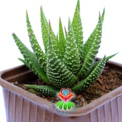 Haworthiopsis Fasciata-8,5 cm Saksıda-İnce Çizgili Zebra Kaktüs