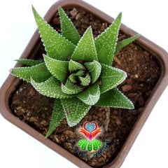 Haworthiopsis Fasciata-8,5 cm Saksıda-İnce Çizgili Zebra Kaktüs