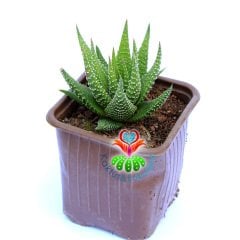 Haworthiopsis Fasciata-8,5 cm Saksıda-İnce Çizgili Zebra Kaktüs