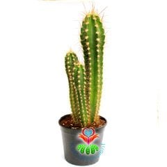 Kaktüs,Trichocereus Narvaecensis 1 Saksıda 3 Adet Sütun Kaktus-Saksı Dolusu -25+ cm Uzunluk- Cactus