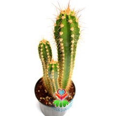 Kaktüs,Trichocereus Narvaecensis 1 Saksıda 3 Adet Sütun Kaktus-Saksı Dolusu -25+ cm Uzunluk- Cactus