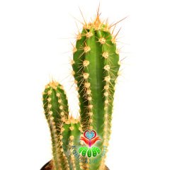 Kaktüs,Trichocereus Narvaecensis 1 Saksıda 3 Adet Sütun Kaktus-Saksı Dolusu -25+ cm Uzunluk- Cactus