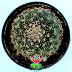 Mammillaria Coahuilensis-8,5 cm Saksıda Beyaz Renk Çiçek Açar