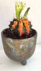 Gymnocalycium Mihonavichi Rainbow 10,5 cm Seramik Tayland Stil Saksıda