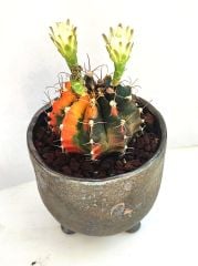 Gymnocalycium Mihonavichi Rainbow 10,5 cm Seramik Tayland Stil Saksıda