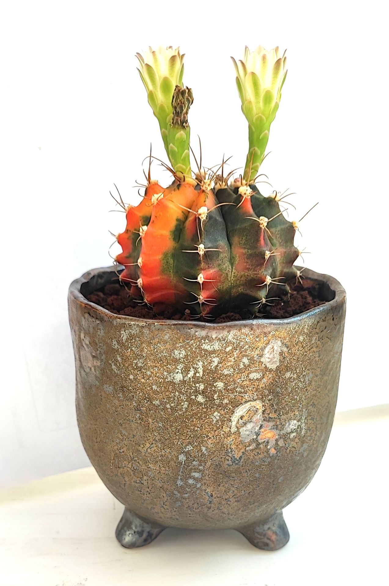 Gymnocalycium Mihonavichi Rainbow 10,5 cm Seramik Tayland Stil Saksıda