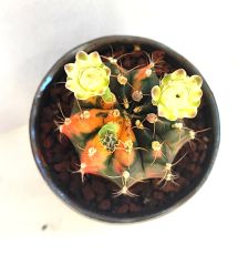 Gymnocalycium Mihonavichi Rainbow 10,5 cm Seramik Tayland Stil Saksıda