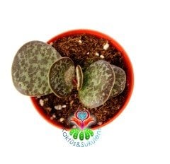 Adromischus Rupicola-Sıradışı Desenli Tombul Yapraklı Sukulent-5,5 cm Saksıda