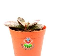 Adromischus Rupicola-Sıradışı Desenli Tombul Yapraklı Sukulent-5,5 cm Saksıda