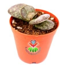 Adromischus Rupicola-Sıradışı Desenli Tombul Yapraklı Sukulent-5,5 cm Saksıda