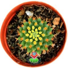 Altın Yumurta Kaktüs, Mammillaria Camptotricha cv. Bru -5,5 cm Saksıda