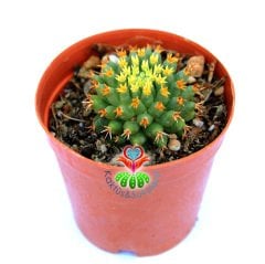 Altın Yumurta Kaktüs, Mammillaria Camptotricha cv. Bru -5,5 cm Saksıda