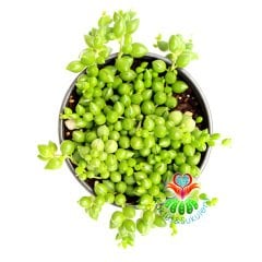 Sukulent,Senecio (Kleinia) Rowleyanus-Tesbih- Boncuk Çiçeği 8,5 cm Saksıda- Cactus