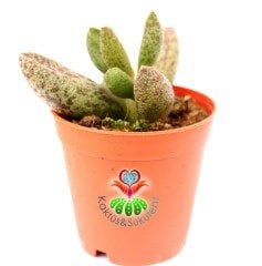 Adromischus Festivus Sp.Sıradışı Renkli ve Formlu 5,5 cm Saksıda Özel Tür