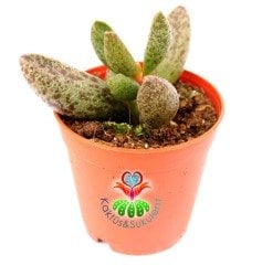 Adromischus Festivus Sp.Sıradışı Renkli ve Formlu 5,5 cm Saksıda Özel Tür