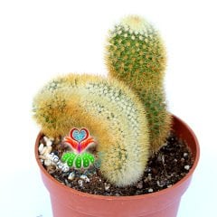 Mammillaria Eriacantha & Cristata- 10,5 cm Saksıda-Özel Form Tür Kaktüs