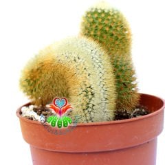 Mammillaria Eriacantha & Cristata- 10,5 cm Saksıda-Özel Form Tür Kaktüs