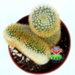 Mammillaria Eriacantha & Cristata- 10,5 cm Saksıda-Özel Form Tür Kaktüs