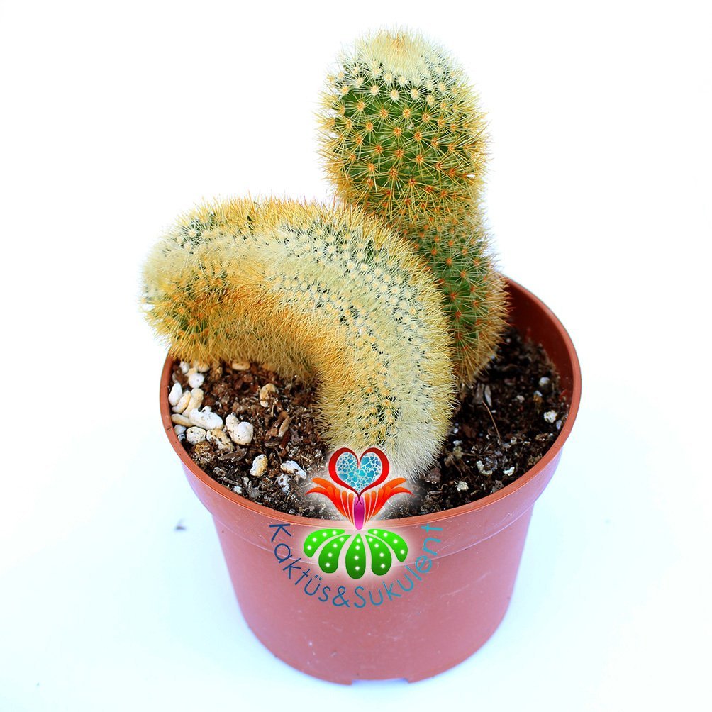 Mammillaria Eriacantha & Cristata- 10,5 cm Saksıda-Özel Form Tür Kaktüs