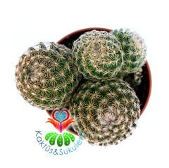 Mammillaria Elegans-Dieky Dikenleri Ele Batmaz-5,5 cm Saksıda Kaktüs