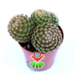 Mammillaria Elegans-Dieky Dikenleri Ele Batmaz-5,5 cm Saksıda Kaktüs
