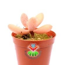 Badem Şekeri Sukulent,Pachyphytum Oviferum- Açık Pembe Renk Tonlarında-5,5 cm saksıda