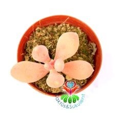 Badem Şekeri Sukulent,Pachyphytum Oviferum- Açık Pembe Renk Tonlarında-5,5 cm saksıda