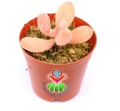 Badem Şekeri Sukulent,Pachyphytum Oviferum- Açık Pembe Renk Tonlarında-5,5 cm saksıda