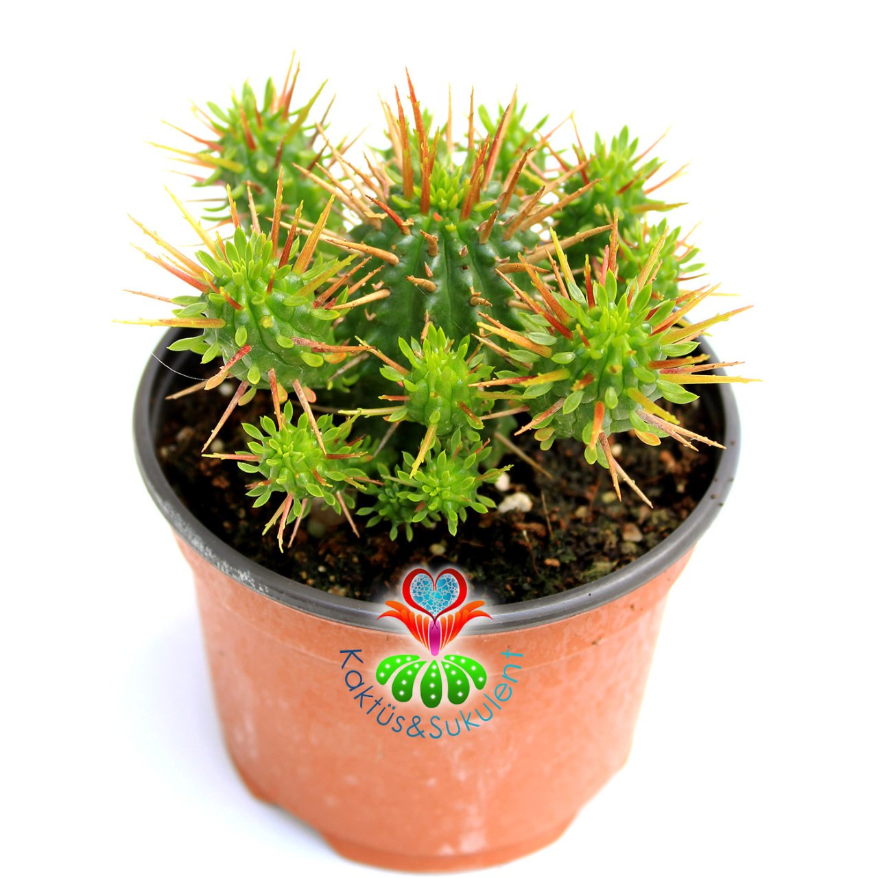 Kaktüs,Euphorbia Ferox-Bol Dallı -Saksı Dolusu- 10.5 cm Saksıda- Cactus