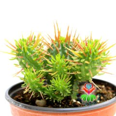 Kaktüs,Euphorbia Ferox-Bol Dallı -Saksı Dolusu- 10.5 cm Saksıda- Cactus