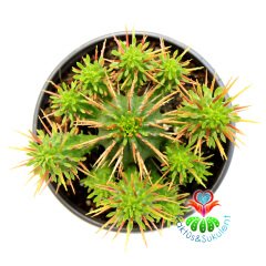 Kaktüs,Euphorbia Ferox-Bol Dallı -Saksı Dolusu- 10.5 cm Saksıda- Cactus