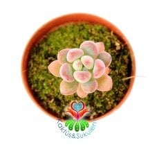 Graptopetalum Pachyphyllum Bluebean Mavi Fasulye 5,5 cm Saksılı Nadir Tür