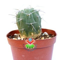 Matucana Madisoniorum (Submatucana) -10,5 cm Saksıda-Kırmızı Çiçek Açar
