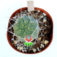 Matucana Madisoniorum (Submatucana) -10,5 cm Saksıda-Kırmızı Çiçek Açar