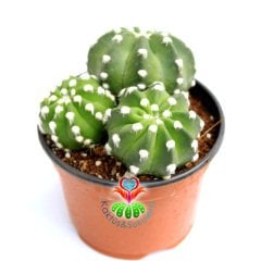 Kaktüs,Kaktüs,Echinopsis Subdenudata-1 Saksıda 3 Adet -Kokulu Çiçek Açar 10.5 cm Saksıda- Cactus