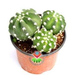 Kaktüs,Kaktüs,Echinopsis Subdenudata-1 Saksıda 3 Adet -Kokulu Çiçek Açar 10.5 cm Saksıda- Cactus