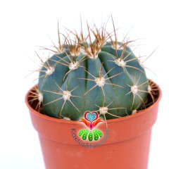 Melocactus Azureus-Mavi Renk Yuvarlak Formlu Kaktüs-5,5cm Saksıda