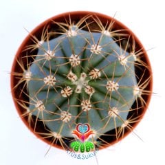 Melocactus Azureus-Mavi Renk Yuvarlak Formlu Kaktüs-5,5cm Saksıda