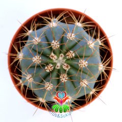 Melocactus Azureus-Mavi Renk Yuvarlak Formlu Kaktüs-5,5cm Saksıda