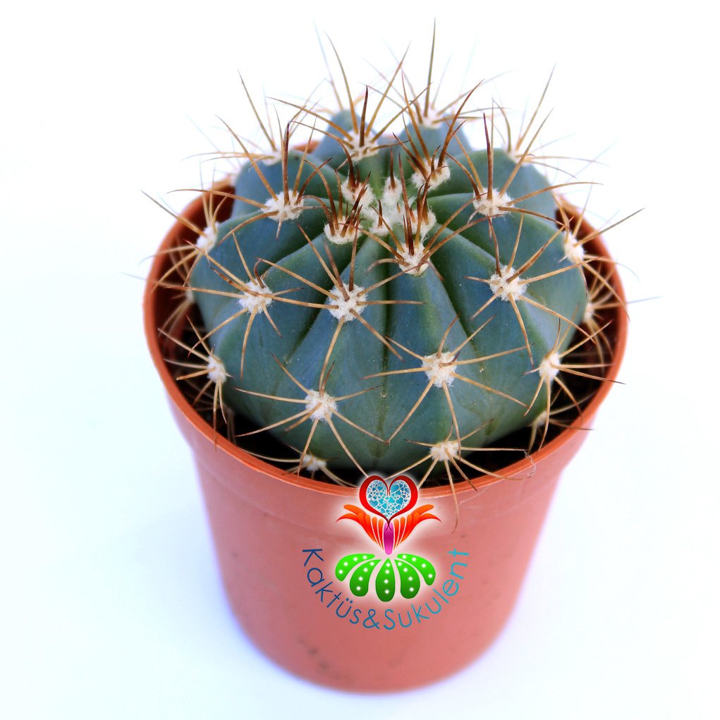 Melocactus Azureus-Mavi Renk Yuvarlak Formlu Kaktüs-5,5cm Saksıda