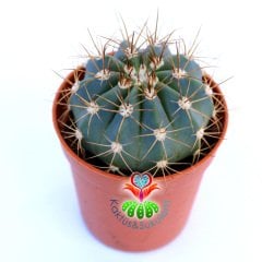 Melocactus Azureus-Mavi Renk Yuvarlak Formlu Kaktüs-5,5cm Saksıda