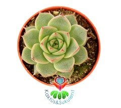 Echeveria Fabiola 5,5 cm Saksılı Nadir Tür Sukulent